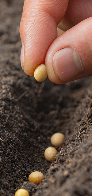 seeds